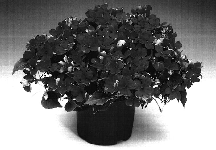 Figure 1 of US plant patent PP17245, the photograph of Immipink printed in the patent.