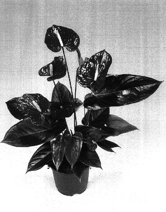 Figure 1 of US plant patent PP17246, the photograph of Rijn200310 printed in the patent.