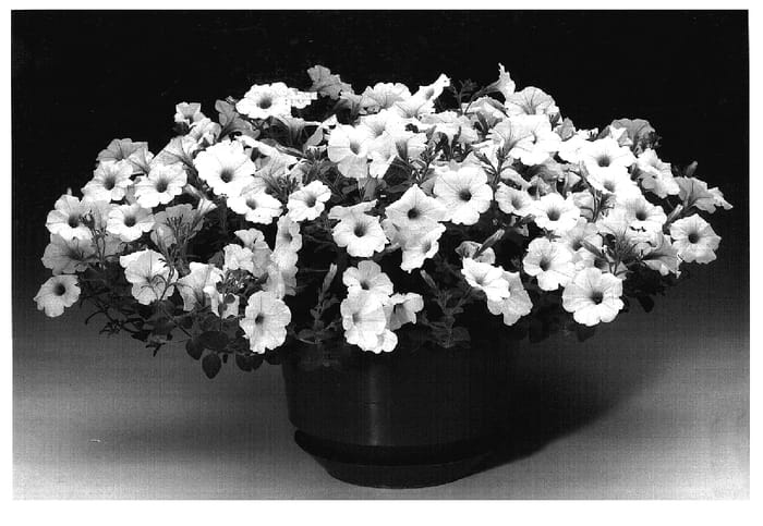 Figure 1 of US plant patent PP17247, the photograph of Petwiblv printed in the patent.