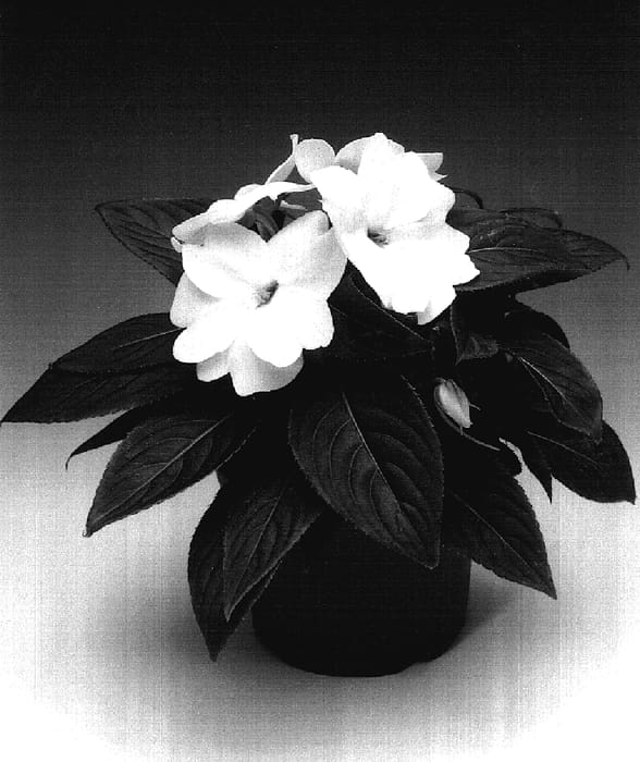 Figure 1 of US plant patent PP17248, the photograph of Ingwhit printed in the patent.