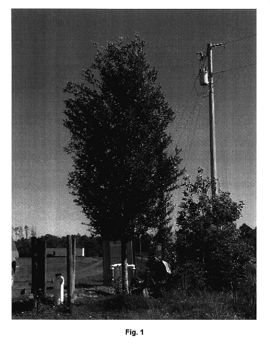 Figure 1 of US plant patent PP17249, the photograph of K-1 printed in the patent.