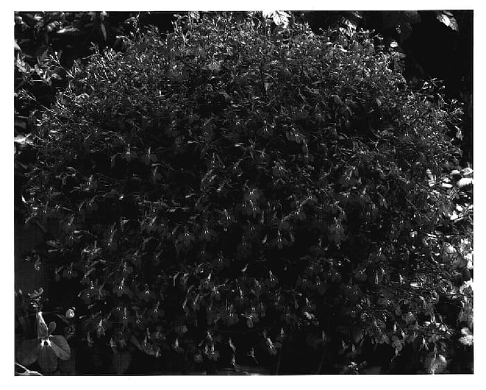 Figure 1 of US plant patent PP17250, the photograph of Lob Bule printed in the patent.