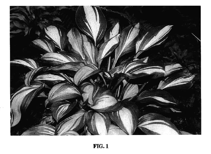 Figure 1 of US plant patent PP17251, the photograph of Rainbow's End printed in the patent.