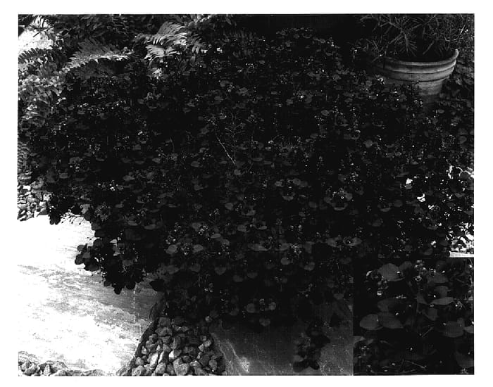 Figure 1 of US plant patent PP17252, the photograph of Dala Reeda printed in the patent.