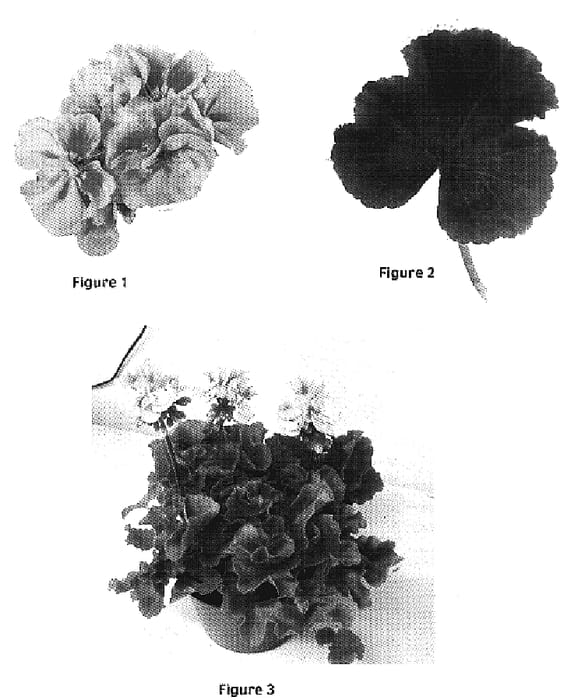 Figure 1 of US plant patent PP17253, the photograph of Lavender Dot printed in the patent.