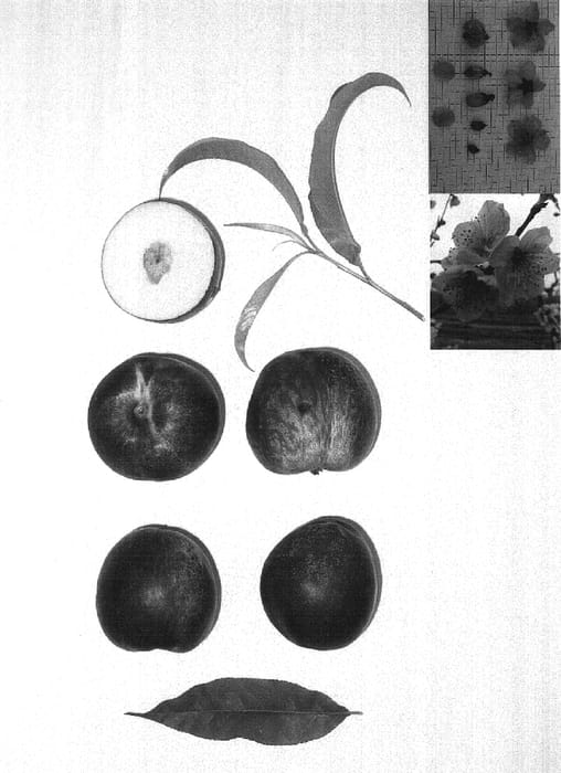 Figure 1 of US plant patent PP17254, the photograph of MAY PEARL printed in the patent.