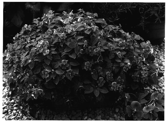 Figure 1 of US plant patent PP17255, the photograph of Butly Lilla printed in the patent.