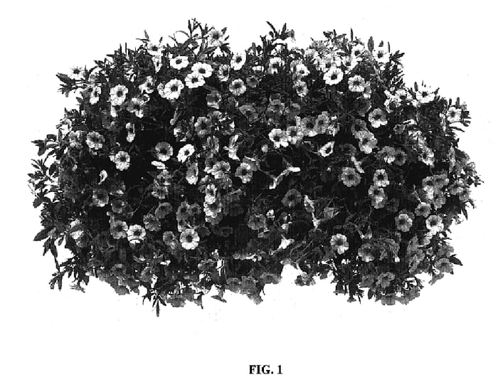 Figure 1 of US plant patent PP17256, the photograph of Cal Cremey printed in the patent.
