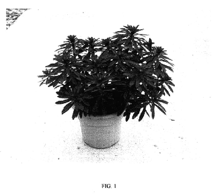 Figure 1 of US plant patent PP17257, the photograph of WALEUPHRUD printed in the patent.