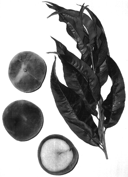 Figure 1 of US plant patent PP17258, the photograph of Burpeachtwentytwo printed in the patent.
