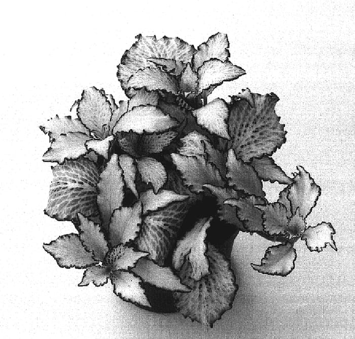 Figure 1 of US plant patent PP17259, the photograph of White Star printed in the patent.