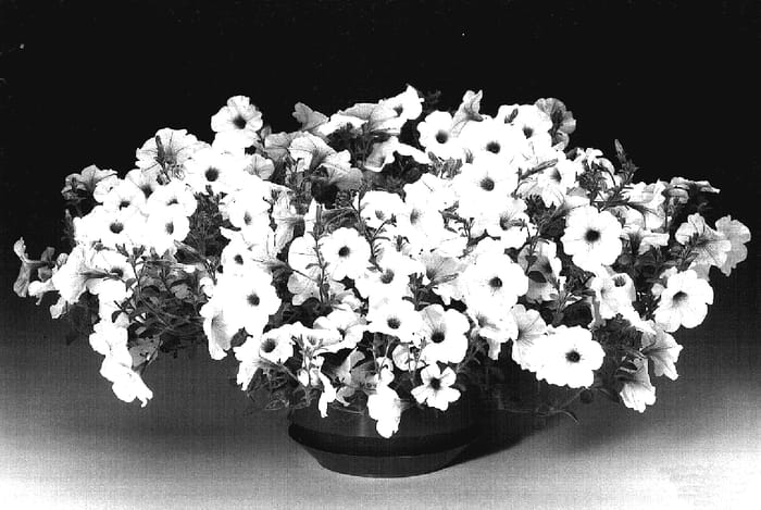 Figure 1 of US plant patent PP17260, the photograph of Petwiblvgr printed in the patent.