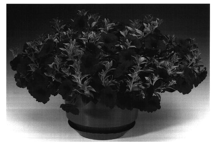 Figure 1 of US plant patent PP17261, the photograph of Petpur printed in the patent.