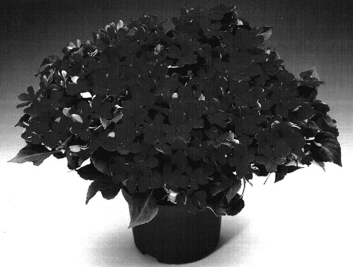 Figure 1 of US plant patent PP17262, the photograph of Immired printed in the patent.