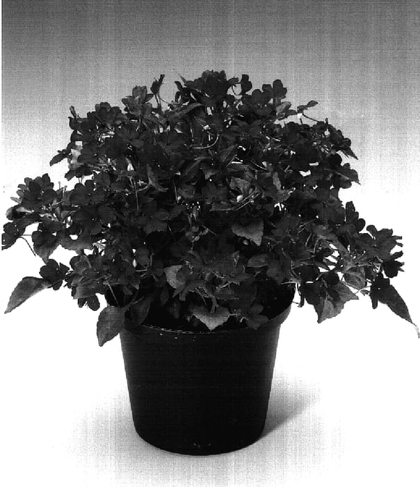 Figure 1 of US plant patent PP17263, the photograph of Immichero printed in the patent.