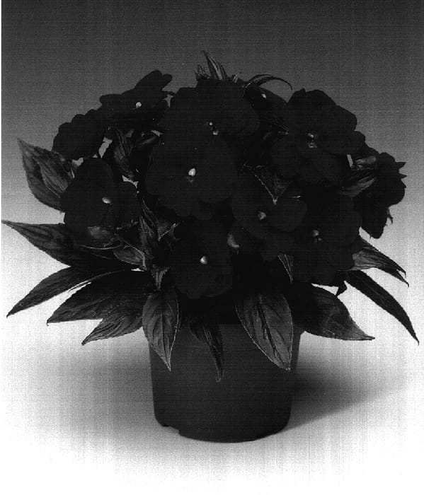 Figure 1 of US plant patent PP17264, the photograph of Ingbviol printed in the patent.