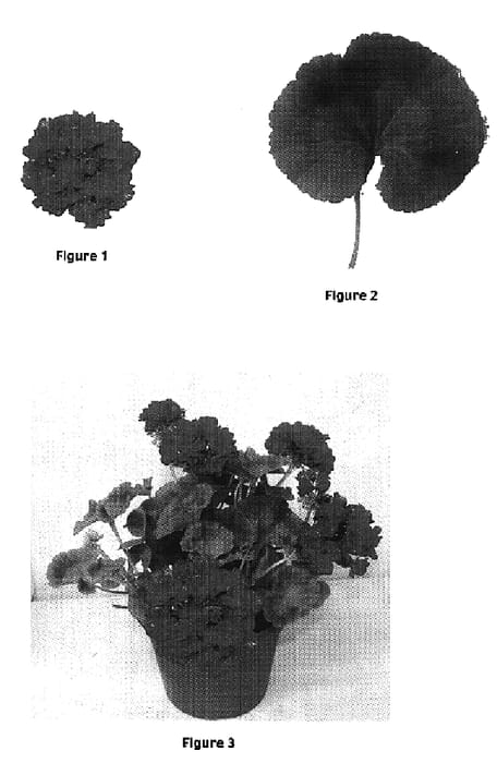 Figure 1 of US plant patent PP17265, the photograph of Geranium plant named Hope printed in the patent.