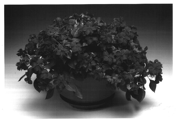 Figure 1 of US plant patent PP17266, the photograph of Imtralila printed in the patent.