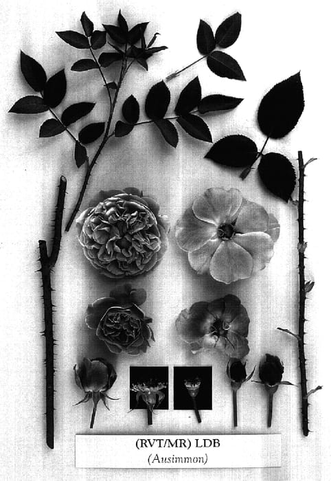 Figure 1 of US plant patent PP17267, the photograph of AUSimmon printed in the patent.