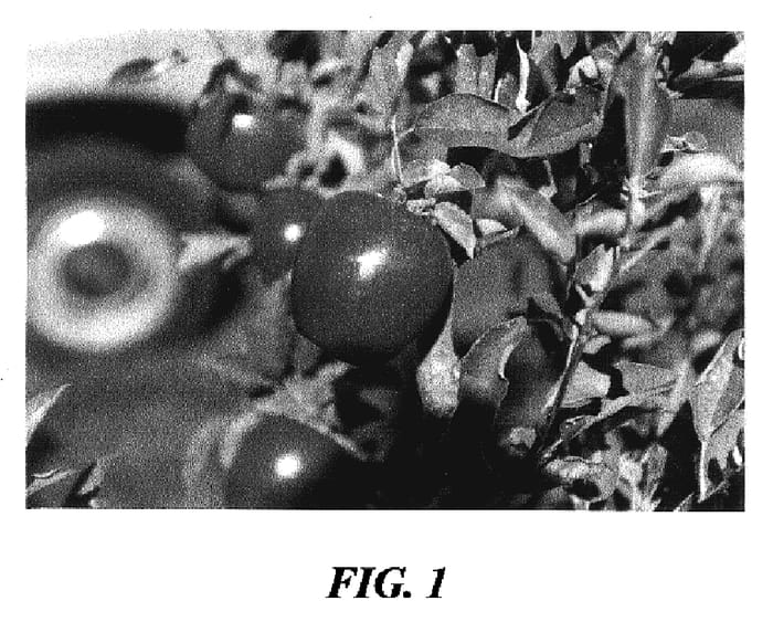 Figure 1 of US plant patent PP17268, the photograph of Mahana Red Braeburn printed in the patent.