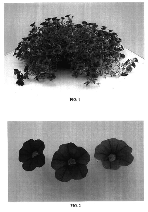 Figure 1 of US plant patent PP17269, the photograph of Balcabrose printed in the patent.