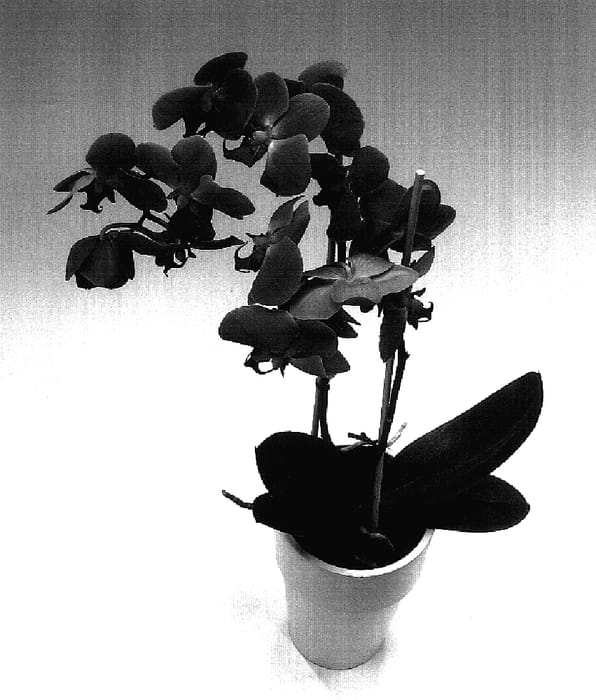 Figure 1 of US plant patent PP17270, the photograph of Atlantis printed in the patent.