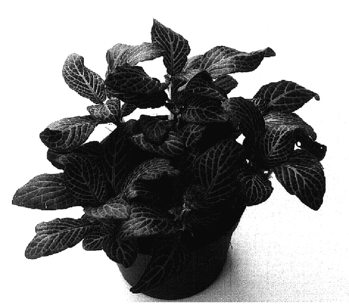 Figure 1 of US plant patent PP17271, the photograph of Red Angel printed in the patent.