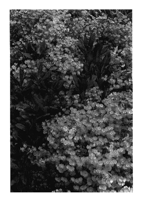 Figure 1 of US plant patent PP17272, the photograph of Orange Grove printed in the patent.