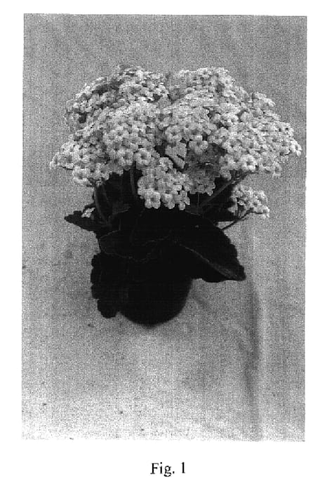 Figure 1 of US plant patent PP17273, the photograph of Forever Midi Twilight printed in the patent.