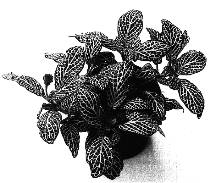 Figure 1 of US plant patent PP17274, the photograph of White Angel printed in the patent.