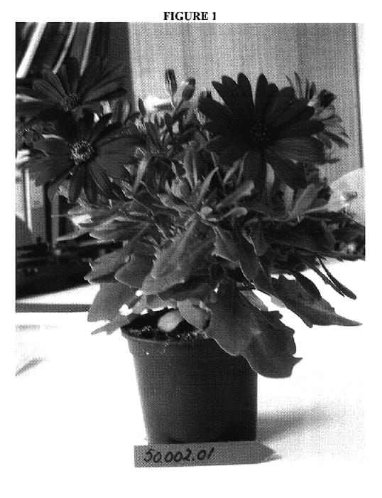Figure 1 of US plant patent PP17275, the photograph of Sunny Maxima printed in the patent.
