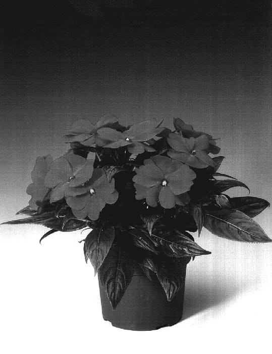 Figure 1 of US plant patent PP17276, the photograph of Ingborg printed in the patent.