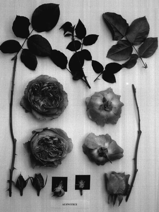 Figure 1 of US plant patent PP17277, the photograph of AUSnotice printed in the patent.