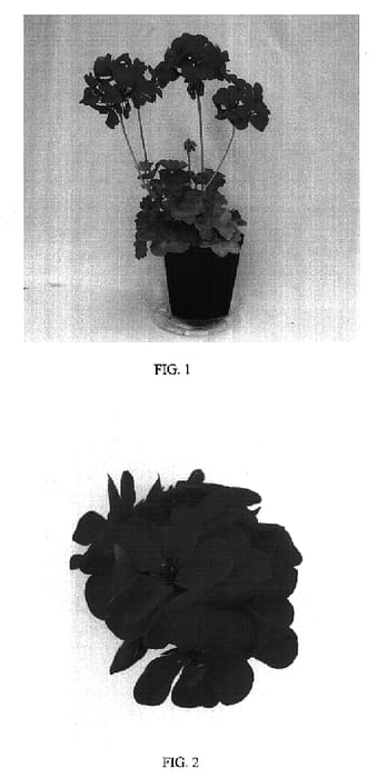 Figure 1 of US plant patent PP17278, the photograph of Balgalbrise printed in the patent.