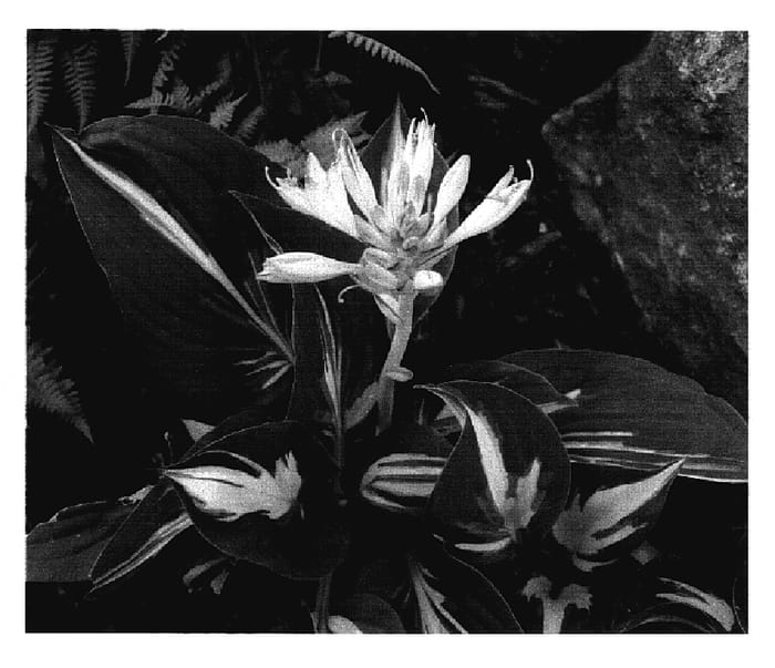 Figure 1 of US plant patent PP17279, the photograph of Clifford's Stingray printed in the patent.