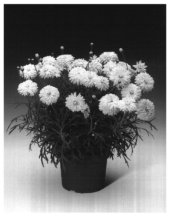 Figure 1 of US plant patent PP17280, the photograph of Argydupea printed in the patent.