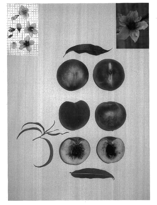 Figure 1 of US plant patent PP17281, the photograph of SNOW DUCHESS printed in the patent.