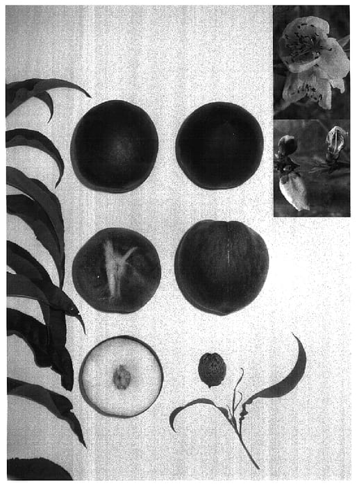 Figure 1 of US plant patent PP17282, the photograph of IVORY DUCHESS printed in the patent.