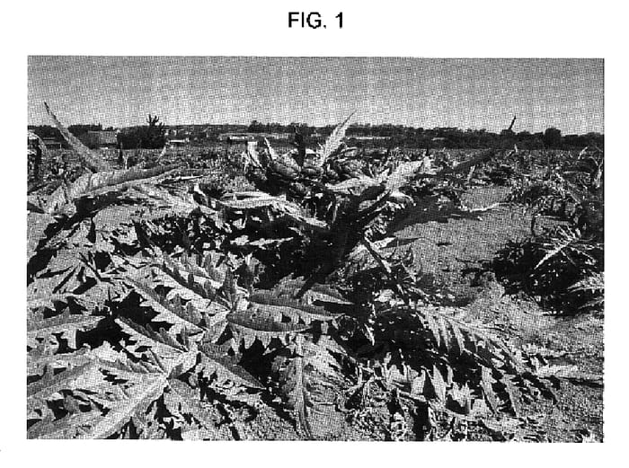 Figure 1 of US plant patent PP17283, the photograph of 22BD printed in the patent.