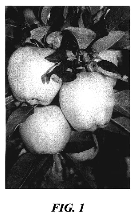 Figure 1 of US plant patent PP17284, the photograph of GRE-1198 printed in the patent.