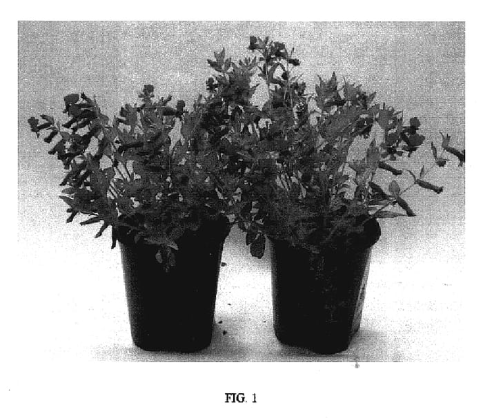 Figure 1 of US plant patent PP17285, the photograph of FLAMENCO TANGO printed in the patent.