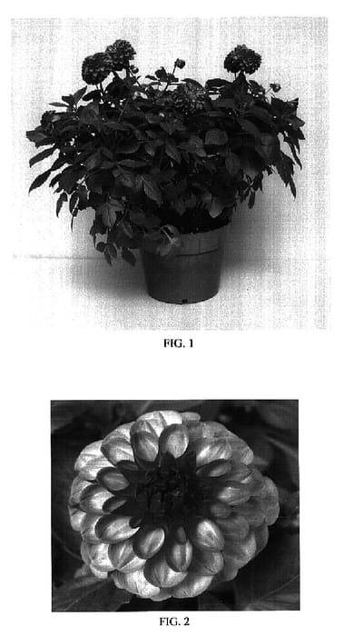 Figure 1 of US plant patent PP17286, the photograph of Baldelhon printed in the patent.