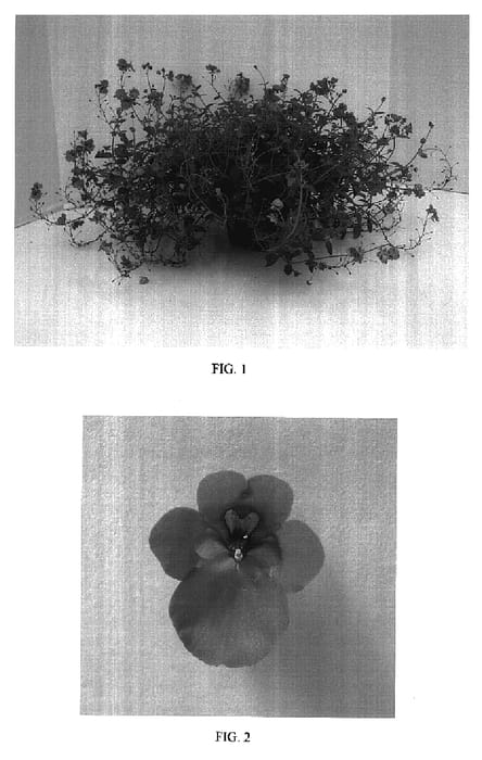 Figure 1 of US plant patent PP17287, the photograph of Balwhispum printed in the patent.