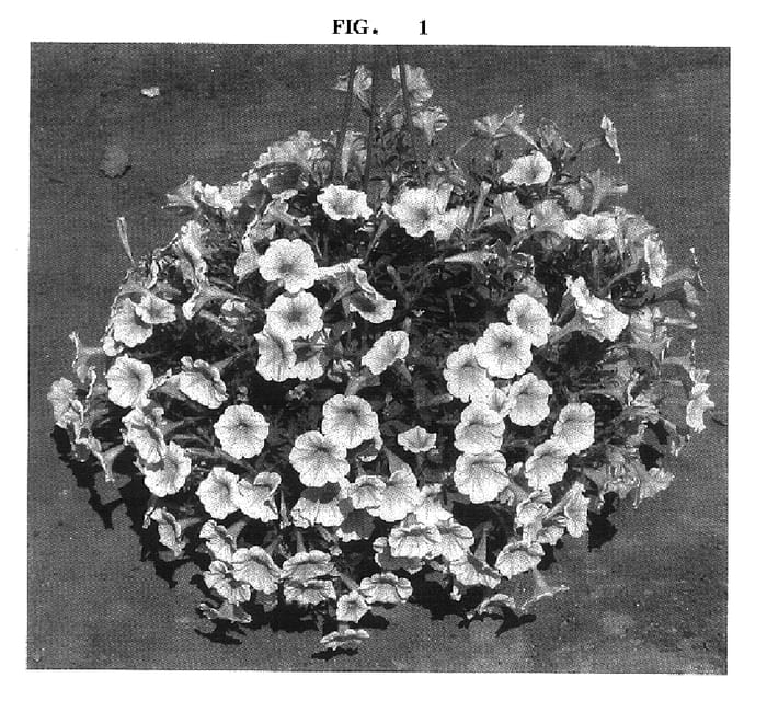 Figure 1 of US plant patent PP17288, the photograph of Dancas 110 printed in the patent.