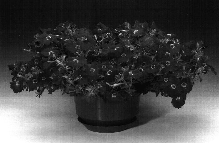 Figure 1 of US plant patent PP17289, the photograph of Petrowhi printed in the patent.