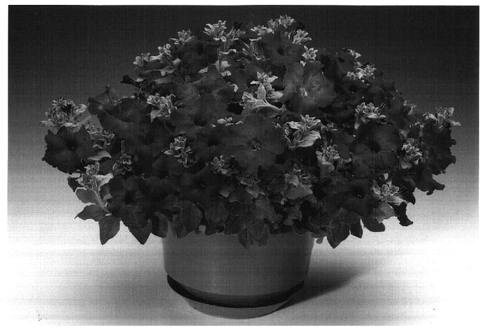 Figure 1 of US plant patent PP17290, the photograph of Petlavgr printed in the patent.