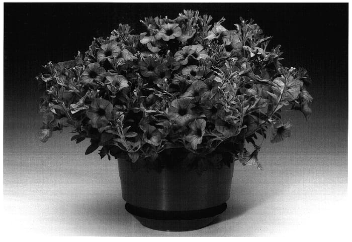 Figure 1 of US plant patent PP17291, the photograph of Petlavve printed in the patent.