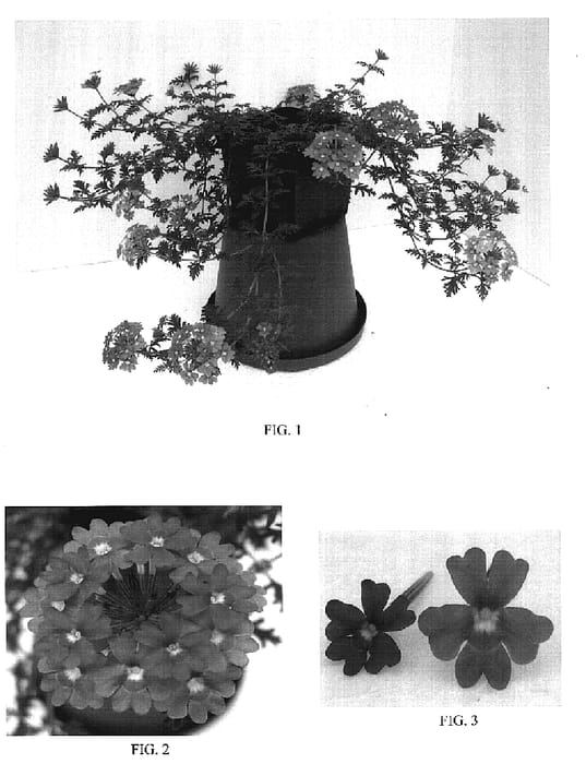 Figure 1 of US plant patent PP17292, the photograph of Balazdapima printed in the patent.