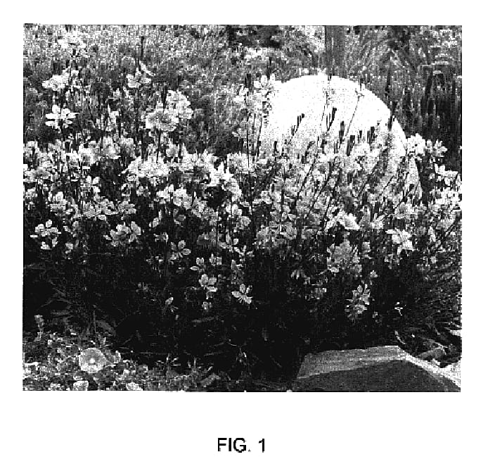 Figure 1 of US plant patent PP17293, the photograph of SME-2 printed in the patent.