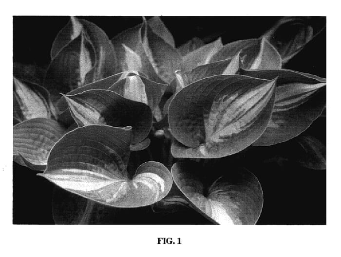 Figure 1 of US plant patent PP17294, the photograph of Lonesome Dove printed in the patent.